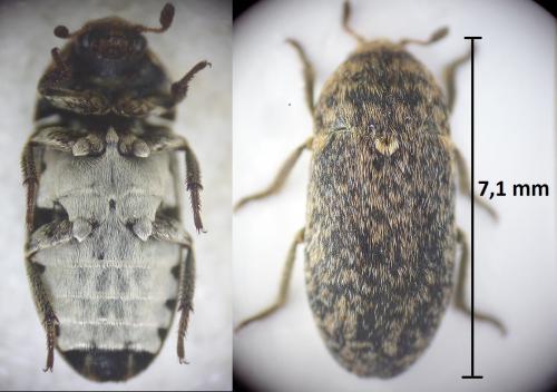 Réf. 199 549 : Dermestes mustelinus